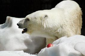 Polar bear presented with snow in summer