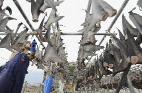 Shark fins dried in the sun in tsunami-hit Kesennuma