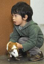 Prince picks up a guinea pig