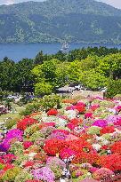 Azaleas in full bloom in Hakone