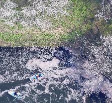 Cherry blossoms in Tokyo