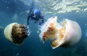 Giant jellyfish drift through Japanese waters