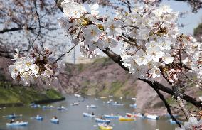 People flock to bloom gazing spots in Tokyo