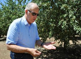 Drought hits almond production in California