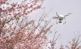 Japanese city flies drone to video cherry blossoms, promote tourism