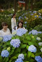 Hydrangeas illuminated in Kyoto