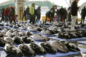 Year's 1st tuna auction in Wakayama