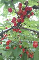 Cherries in Yamagata