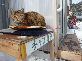 Cat in disaster area