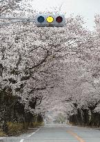 Cherry blossoms in Fukushima no-go zone