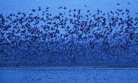 Tens of thousands of geese taking off from Hokkaido pond