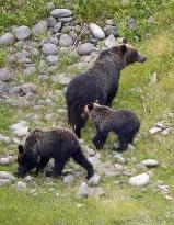 Brown bears look for food in Shiretoko Peninsula