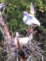 Crested ibis seen laying egg for 1st time under gov't program