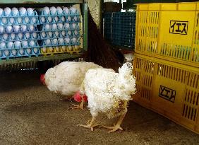 (2)Bird flu in Yamaguchi Pref. kills 6,000 chickens