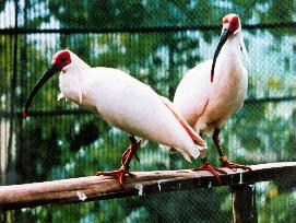 Chinese ibises to arrive in Japan this month