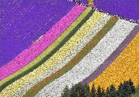 "Flower carpet" at Hokkaido farm