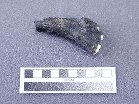 Dinosaur fossil found in Japan
