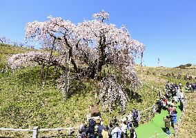Ancient cherry tree in Japan