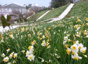 Daffodils in full bloom in central Japan