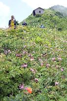 Beautiful alpine meadow on Mt. Daisen