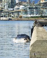 Whale carcass left at port in southwestern Japan