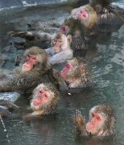 Japanese monkeys enjoy hot bath at botanical garden