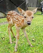 Year's 1st newly born baby deer at Nara Park