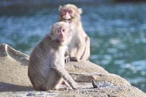 Small Japan city tries to keep monkeys on uninhabited island