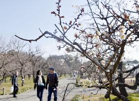 Plum blossom festival