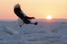 Steller's sea eagles in Hokkaido