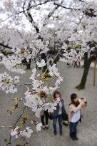 Tokyo cherry blossoms in full bloom