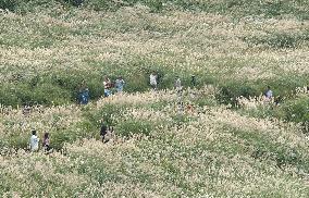 People view pampas grass in Hakone