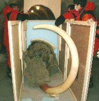 (2)Mammoth to be shown at Aichi Expo arrives in Nagoya