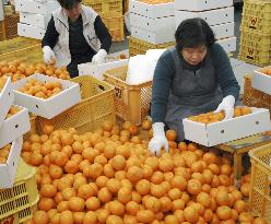 Shipment of quality oranges in peak in Wakayama Pref.
