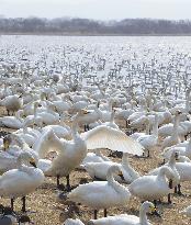 Swans rest in Onuma before flying to Siberia