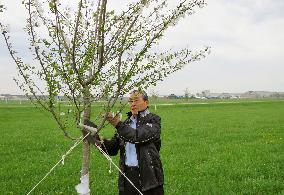 Japanese man plants cherry trees to thank U.S. for 2011 quake aid