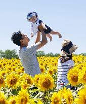 Sunflowers in full bloom in Hokkaido