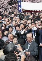 Fukuda hosts cherry-viewing party