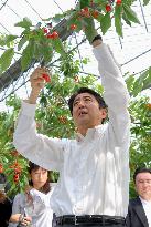 Abe picks cherry in Yamagata farm during stumping tour