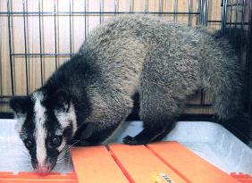 (3)Masked palm civet cat