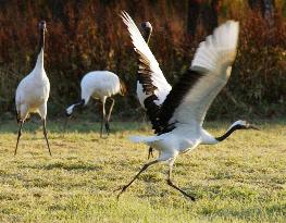 Red-crested cranes leave Kushiro wetlands as winter nears