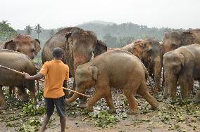 Baby elephants cared for at Sri Lankan orphanage