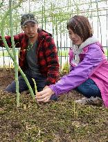 Farmers show asparagus produced by using "treasure fertilizer"
