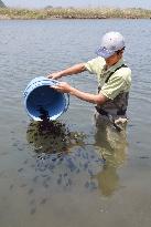 Fukushima Pref. releases spotted halibut into river