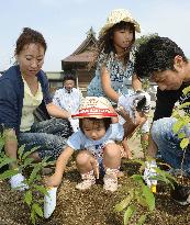 Tree-planting drive in tsunami-hit Miyagi spawns hope for fresh greenery