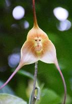 "Monkey-faced" orchid in Kyoto