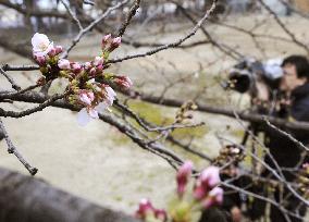 'Someiyoshino' cherry trees start blooming in Fukuoka