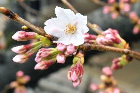 Cherry blossom blooms in central Tokyo