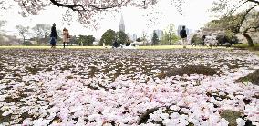 Fallen cherry blossoms in Tokyo