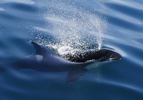 Killer whale swims off Shiretoko Peninsula